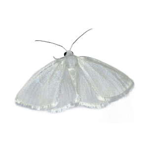 tumblr_d5fc0e3d9d249a04318264e0603eddc4_56246983_400.png