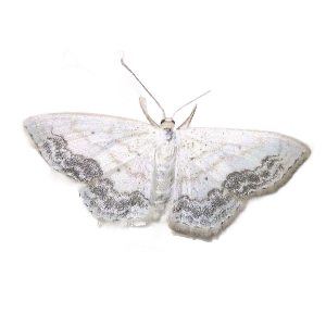 tumblr_e53f200a46824025fafc13bf6d3a5869_35a409d8_400.png